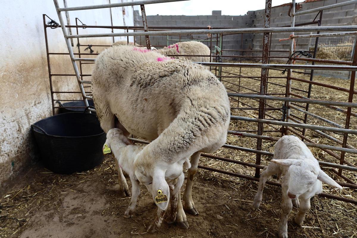 Archivo - Unos corderos con su madre en una explotación ganadera, a 10 de febrero de 2023, en Ciudad Real, Castilla-La Mancha (España).