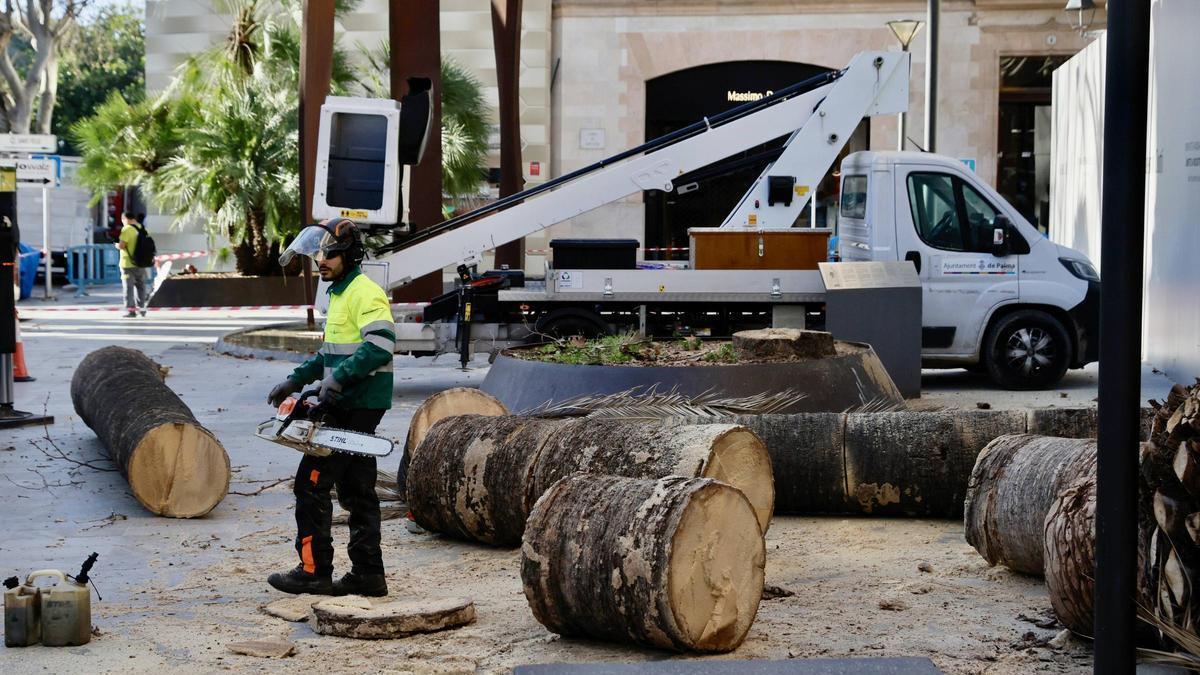 Palmera talada en el Passeig del Born