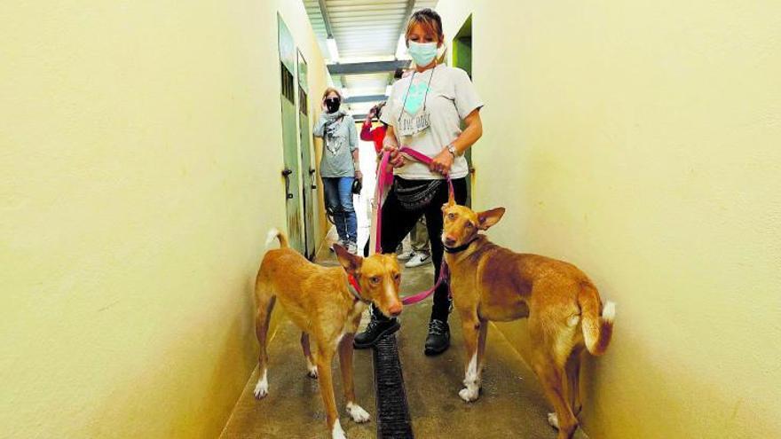 Pepi, una de las cuidadoras del centro de protección animal, con Dina y Lucía, dos podencas salvajes.