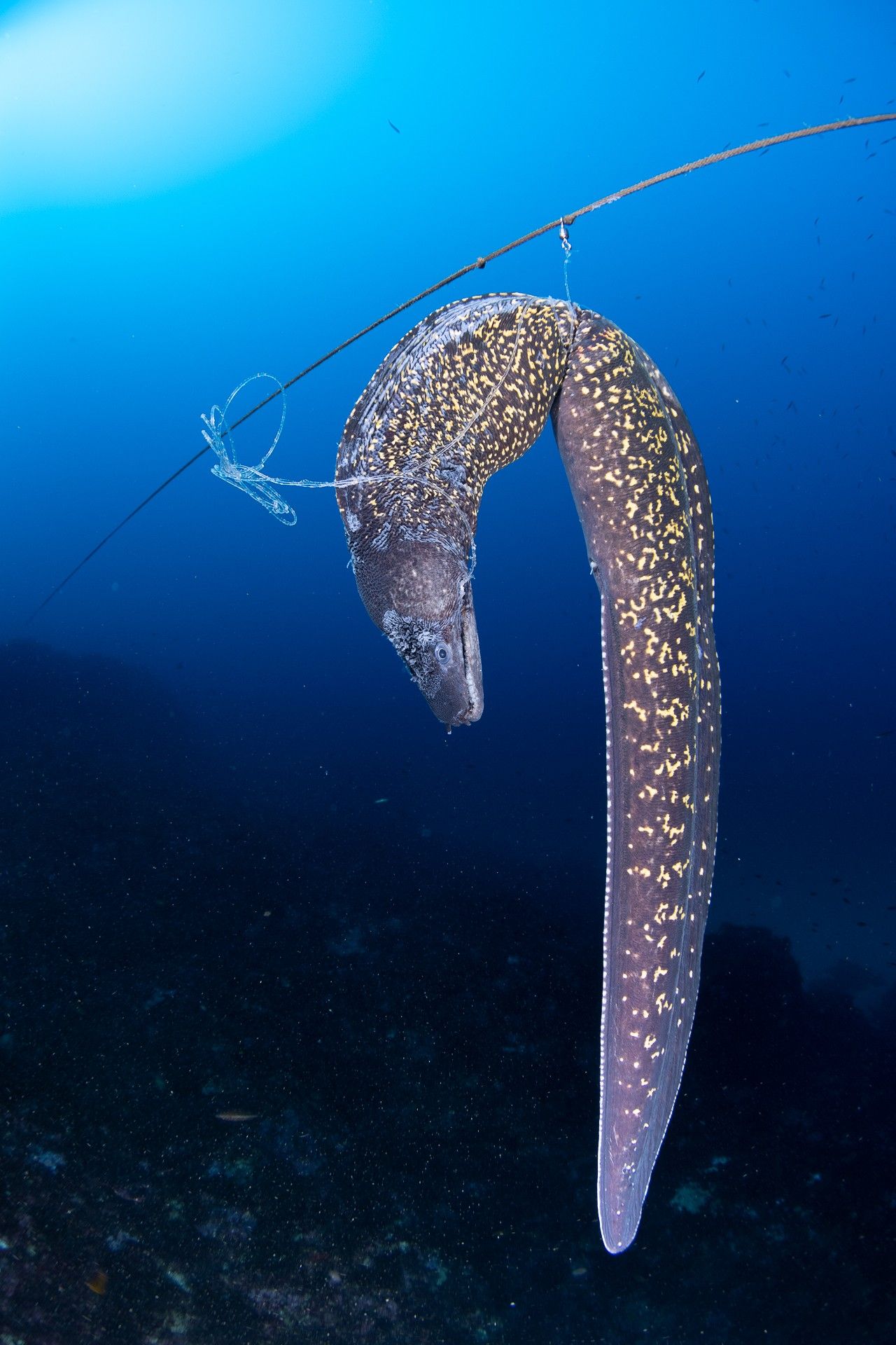 Estas son las fotos ganadoras del Certamen para la Conservación del Mar Balear