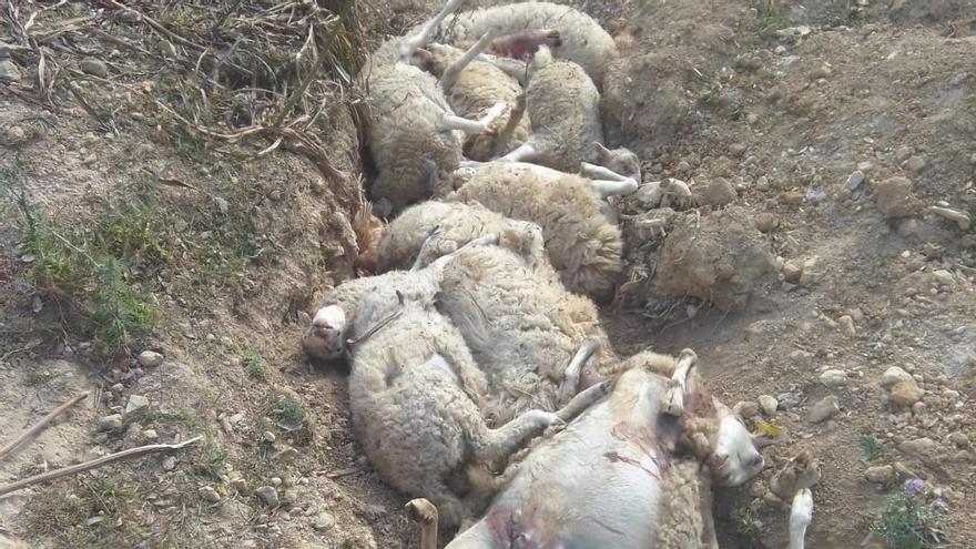 Dos perros provocan una nueva matanza de ovejas en Porreres
