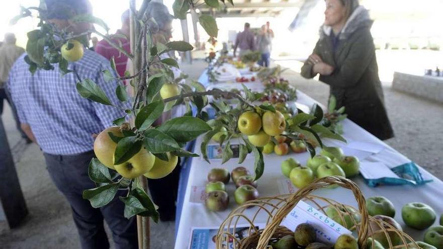 Un puesto de fruta, en una feria en Abegondo.