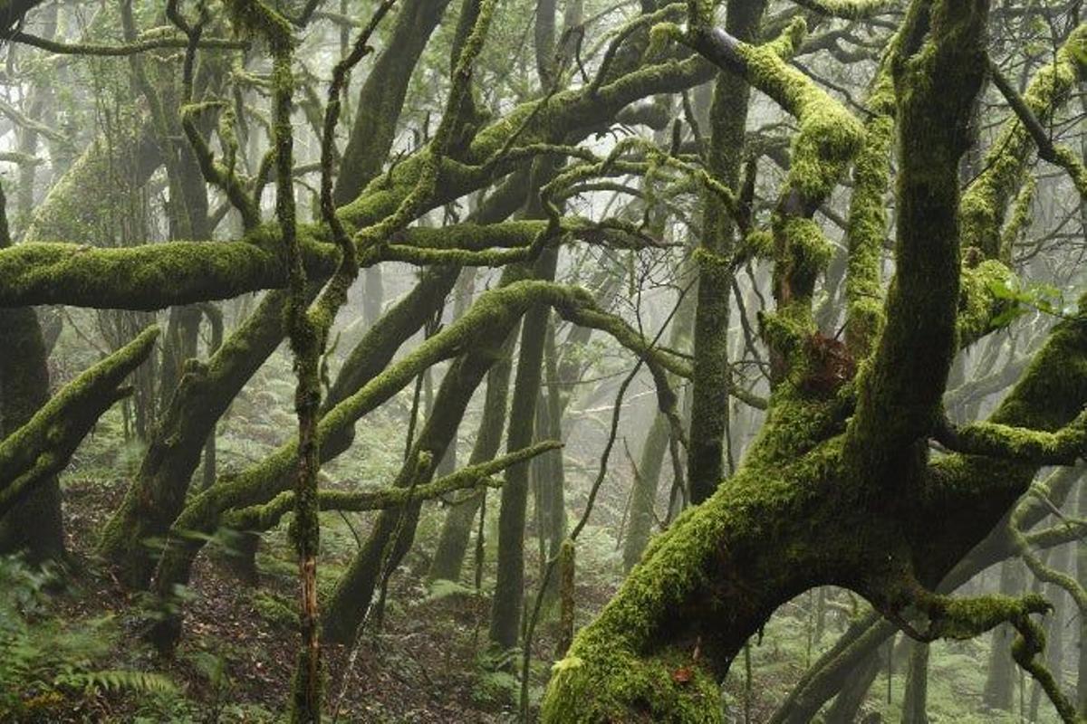 Laurisilva del Garajonay