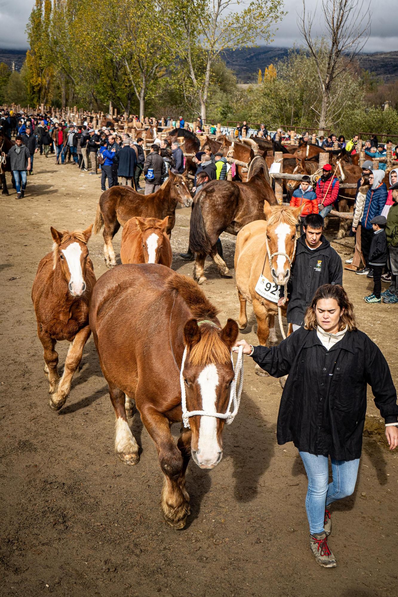 Totes les imatges de la Fira del Cavall de Puigcerdà