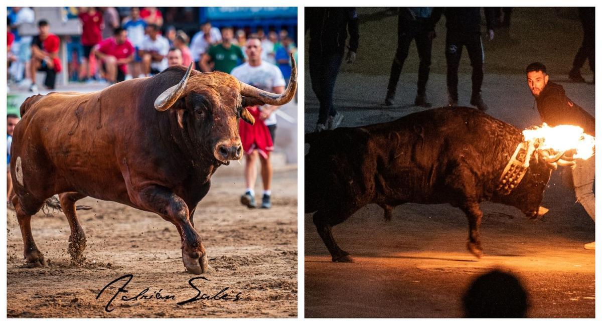 Dos de los mejores toros exhibidos el año pasado en Castellón, ambos en la Vall.