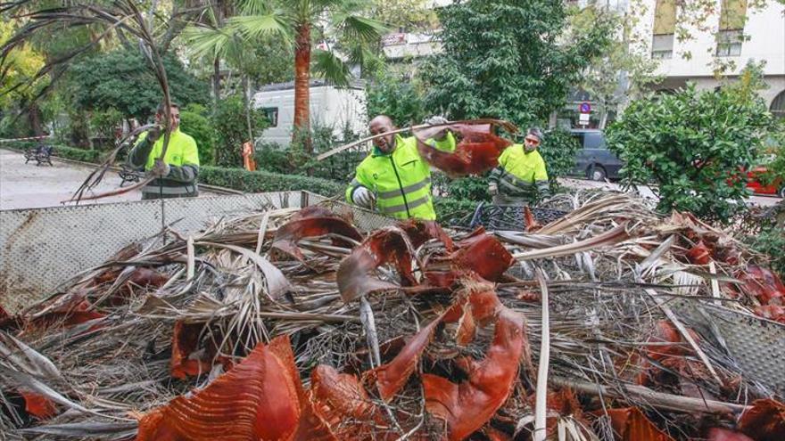 La mitad de la región ya ‘conoce’ al picudo rojo