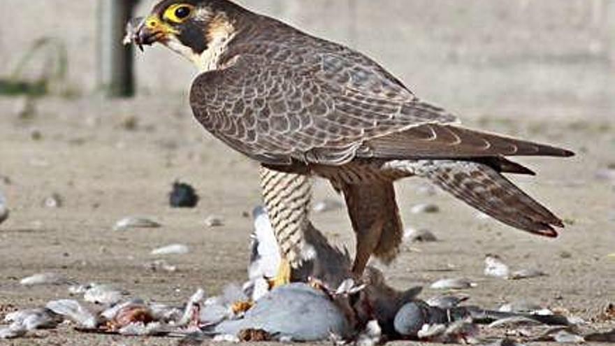 Els falcons pelegrins, com el de la imatge, sovint s&#039;alimenten de coloms