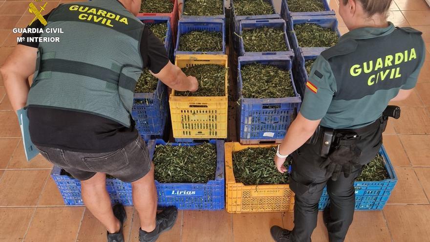Detenidas dos personas tras desmantelarse sendas plantaciones de marihuana en Onda