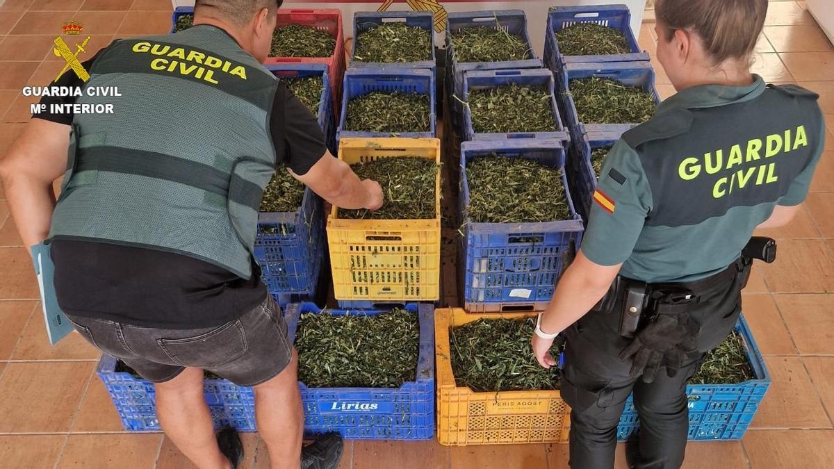 Desmanteladas dos plantaciones de marihuana en Onda