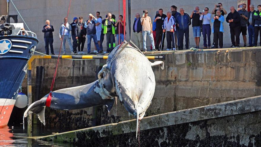 Levantamiento de la ballena, ayer en Vigo.