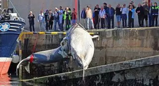 Las mil vidas de la ballena viguesa