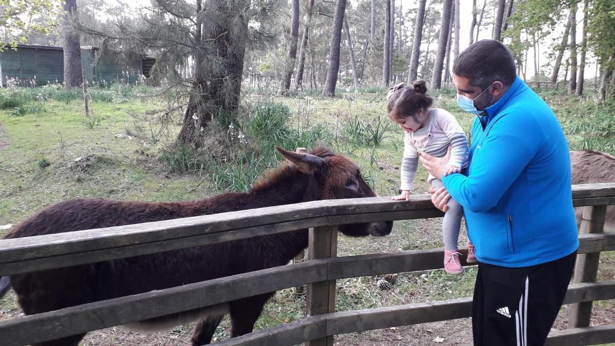 Los padres acercan a sus hijos  a conocer a lo burros de A Toxa.