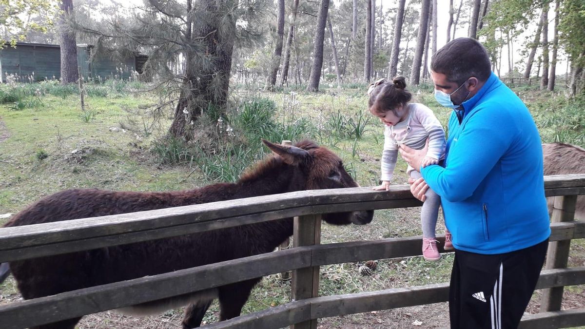 Los padres acercan a sus hijos a conocer a lo burros de A Toxa.