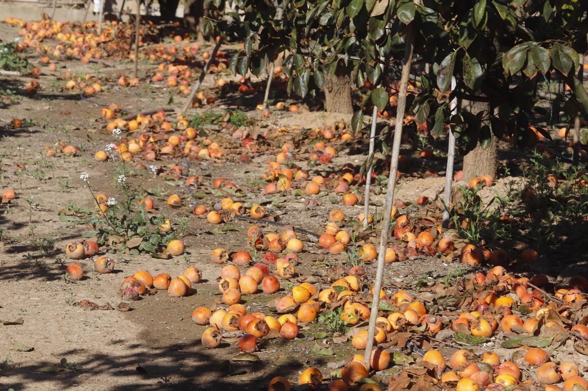 Kilos de caquis, en el suelo, descartados a la hora de ser recolectados.