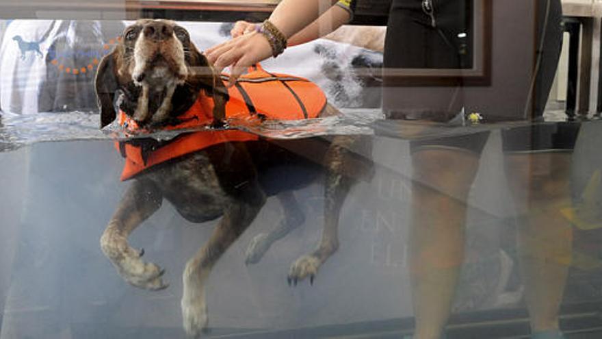 Abre en Madrid la primera piscina solo para perros