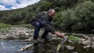 Aparecen cientos de peces muertos en Arrolobos por un vertido tóxico