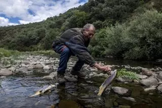 Vídeo | Aparecen cientos de peces muertos en Arrolobos por un vertido tóxico