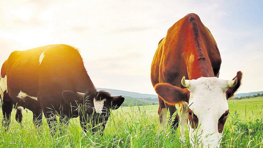 El campo urge medidas para frenar la caída de la ganadería tinerfeña