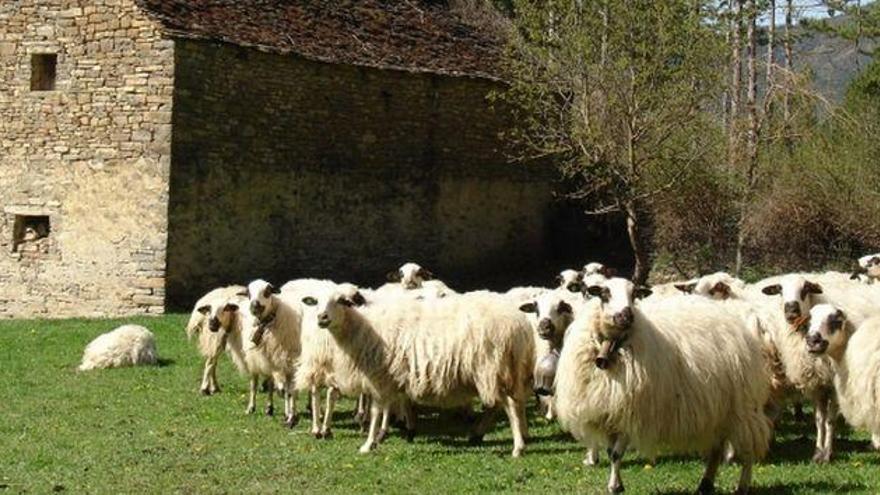 El CITA acude a la Feria de Otoño de Biescas