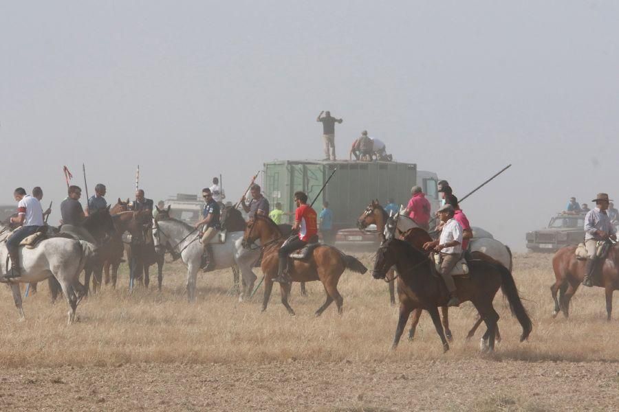 Fiestas en Zamora: Encierro en Villalpando