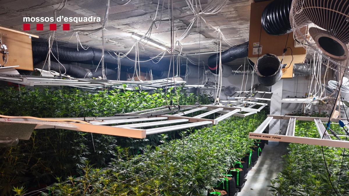 Plantación de marihuana encontrada en un domicilio en una urbanización de Tarragona.