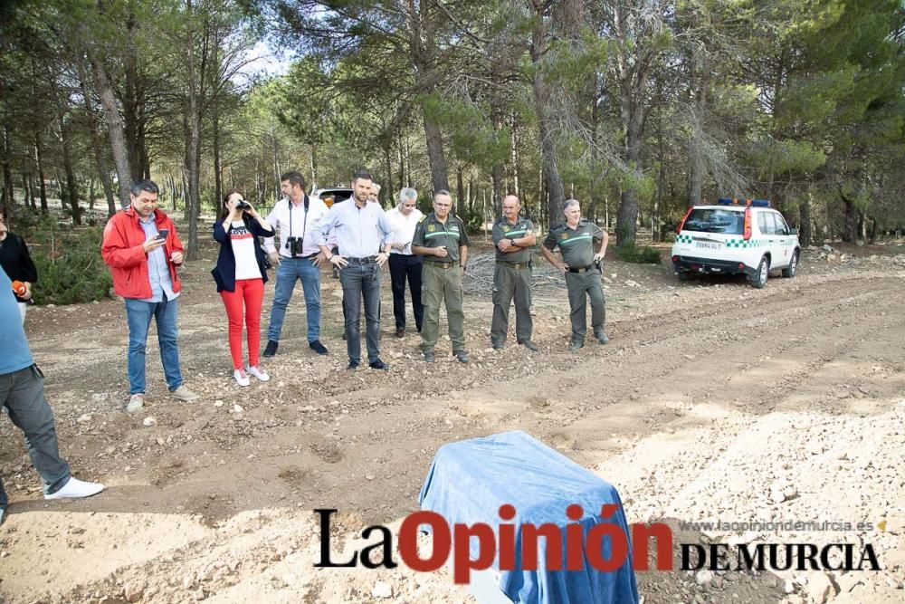 Liberan un Buitre Leonado en la Sierra de Mojantes