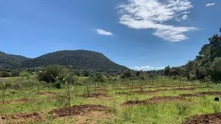 Piñero compensa en Mallorca las 19,7 toneladas de CO₂ que generó su stand de Fitur