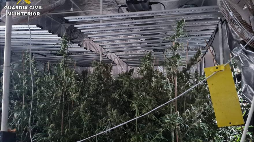 Prisión para un joven que ocultaba 255 plantas de marihuana y una pistola en un lujoso chalé de Monóvar