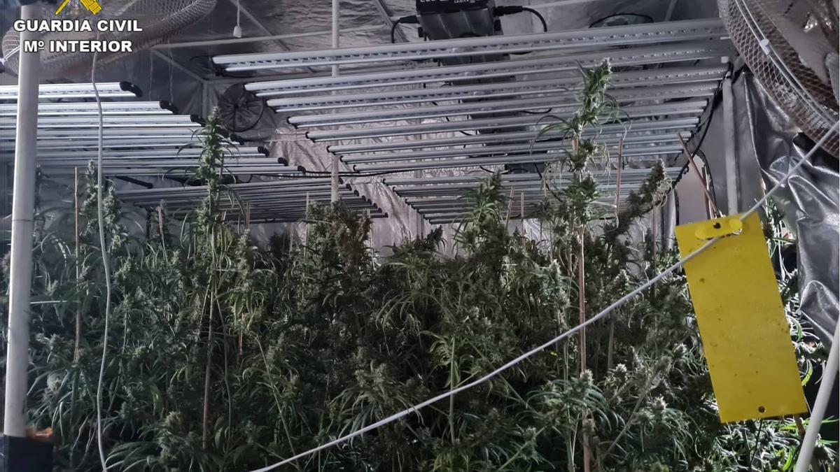 La plantación de marihuana desmantelada por la Guardia Civil en Monóvar.