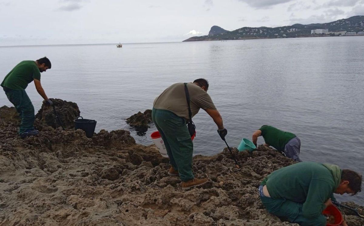 Medio Ambiente prevé que la nueva tubería llegue hoy a es Caló de s’Oli | FOTOS DE C.M.A.