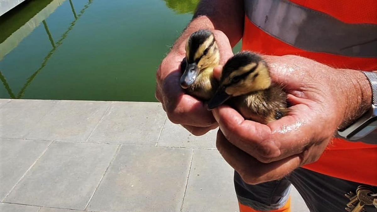 Dos patitos rescatados por la Policía Local de Santa Coloma de Gramenet.