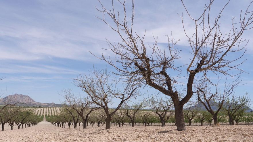 La sequía mata viñedos y almendros en casi toda la Región