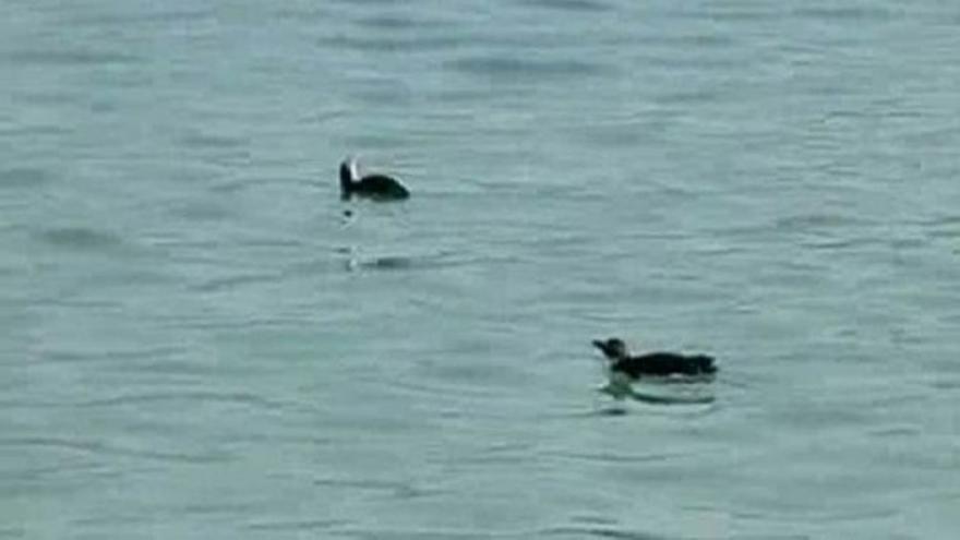 Tres pingüinos aparecen en la playa de Río de Janeiro