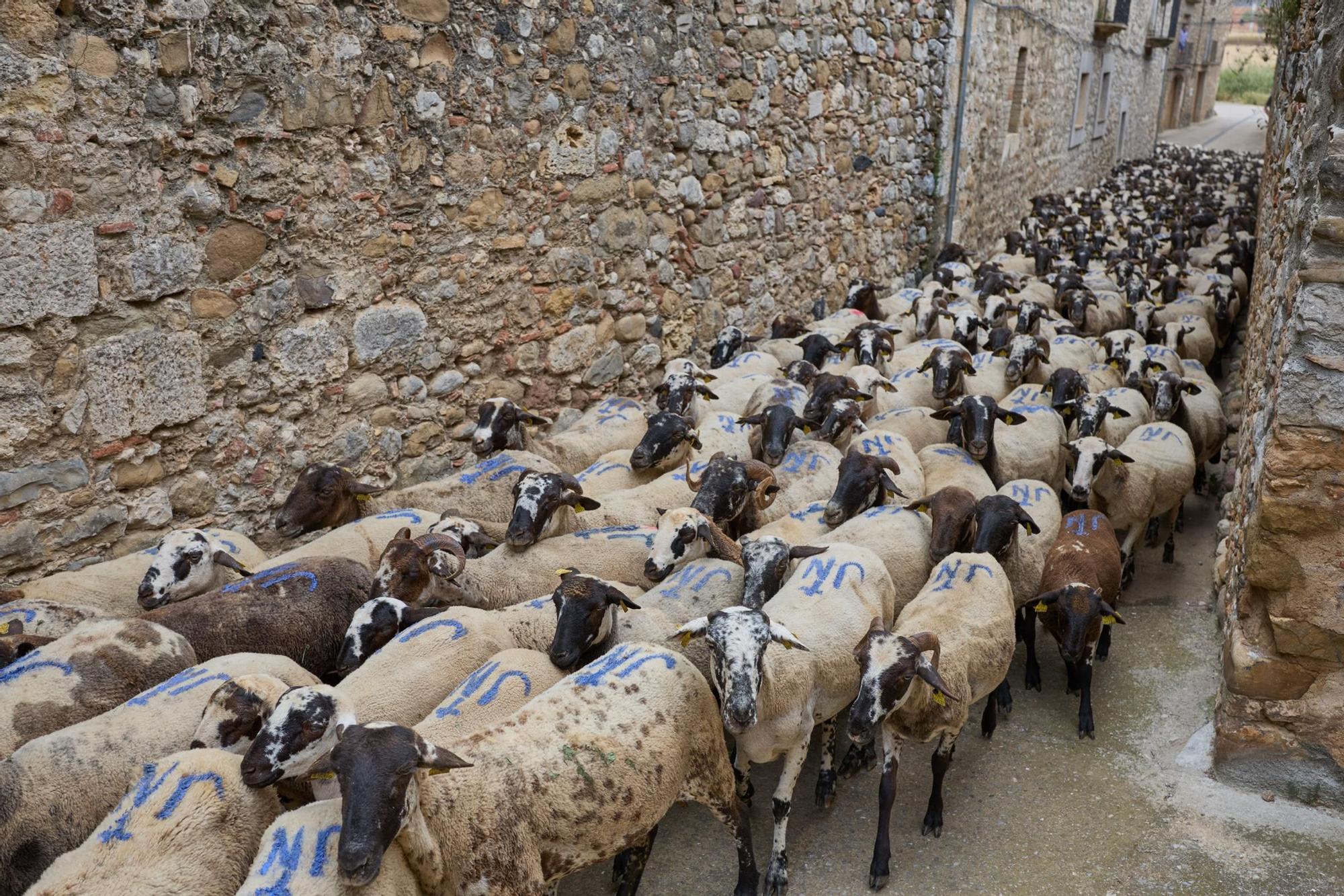Les fotos de la transhumància del ramat d'ovelles d'Arnau Rubio a Crespià