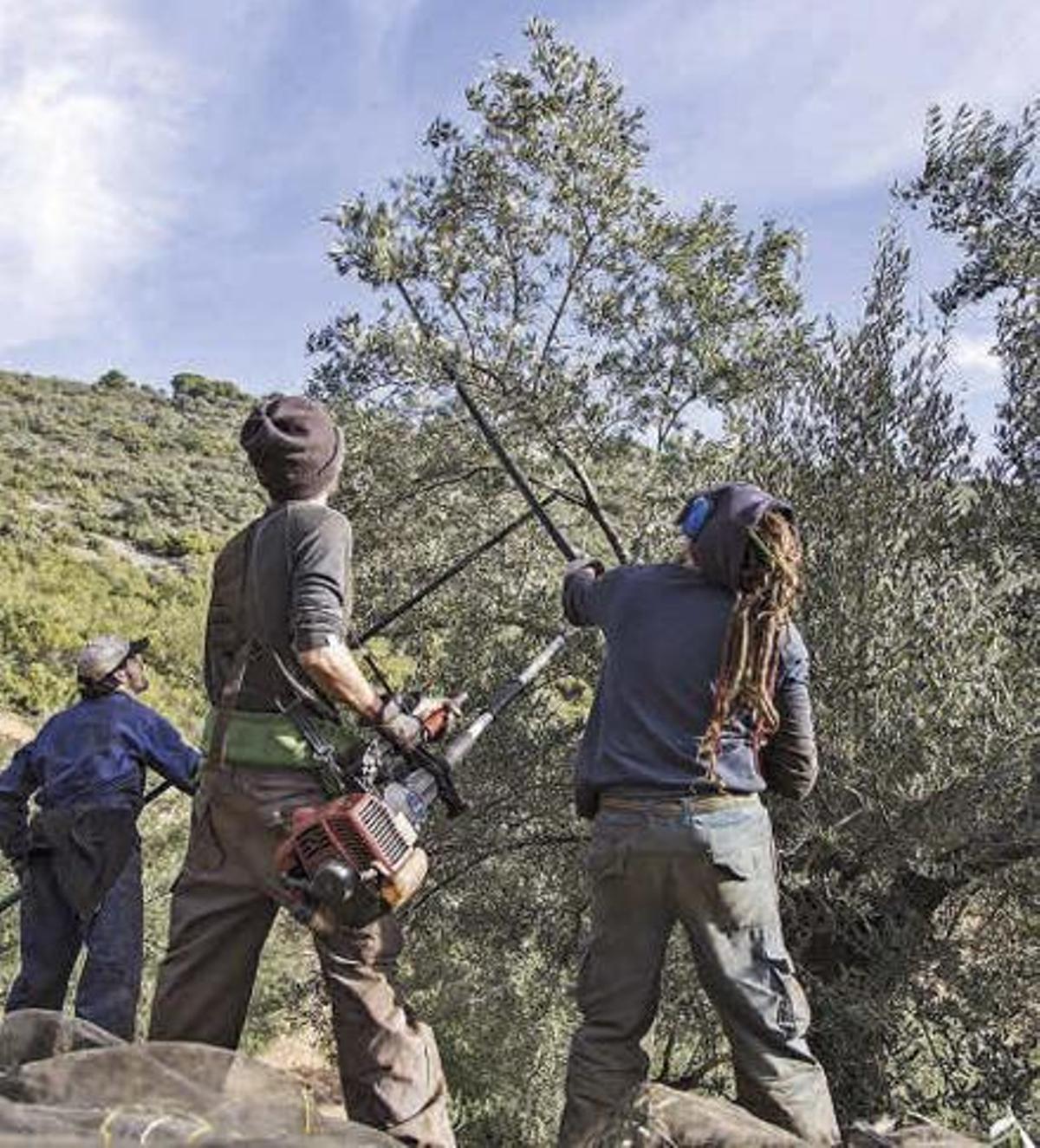 Recogida de aceituna en una explotación ecológica de Los Pedroches.
