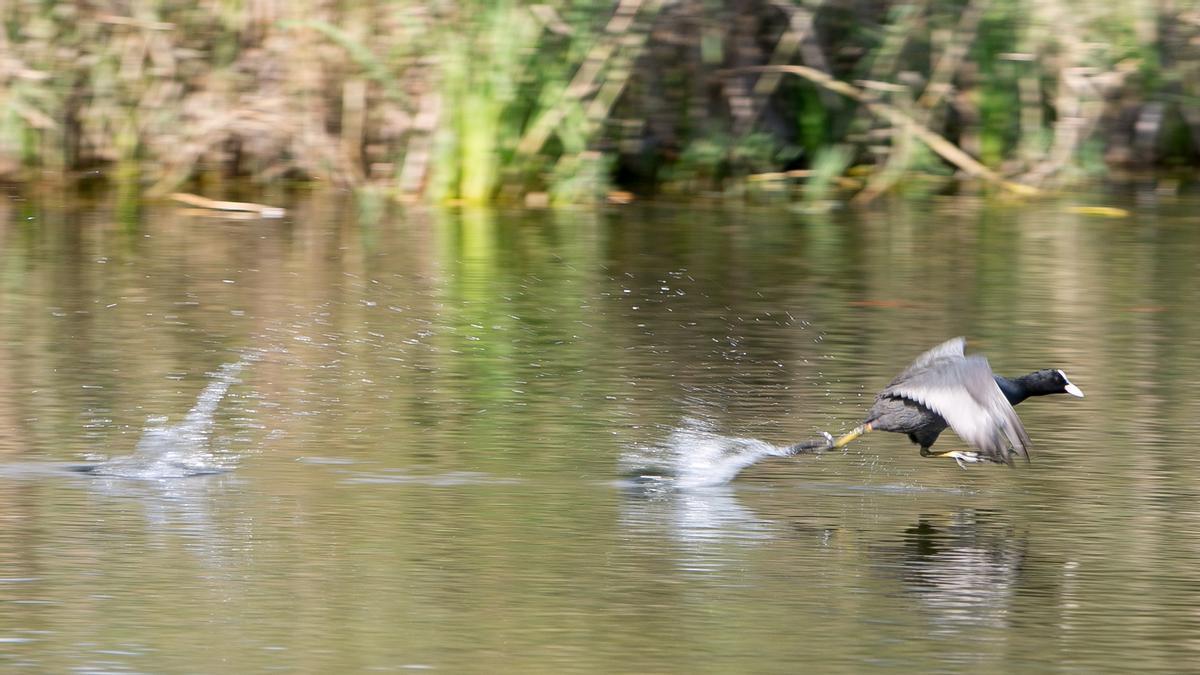 Desde 2018 y hasta la actualidad, 105 especies de aves han sido registradas en el parque.