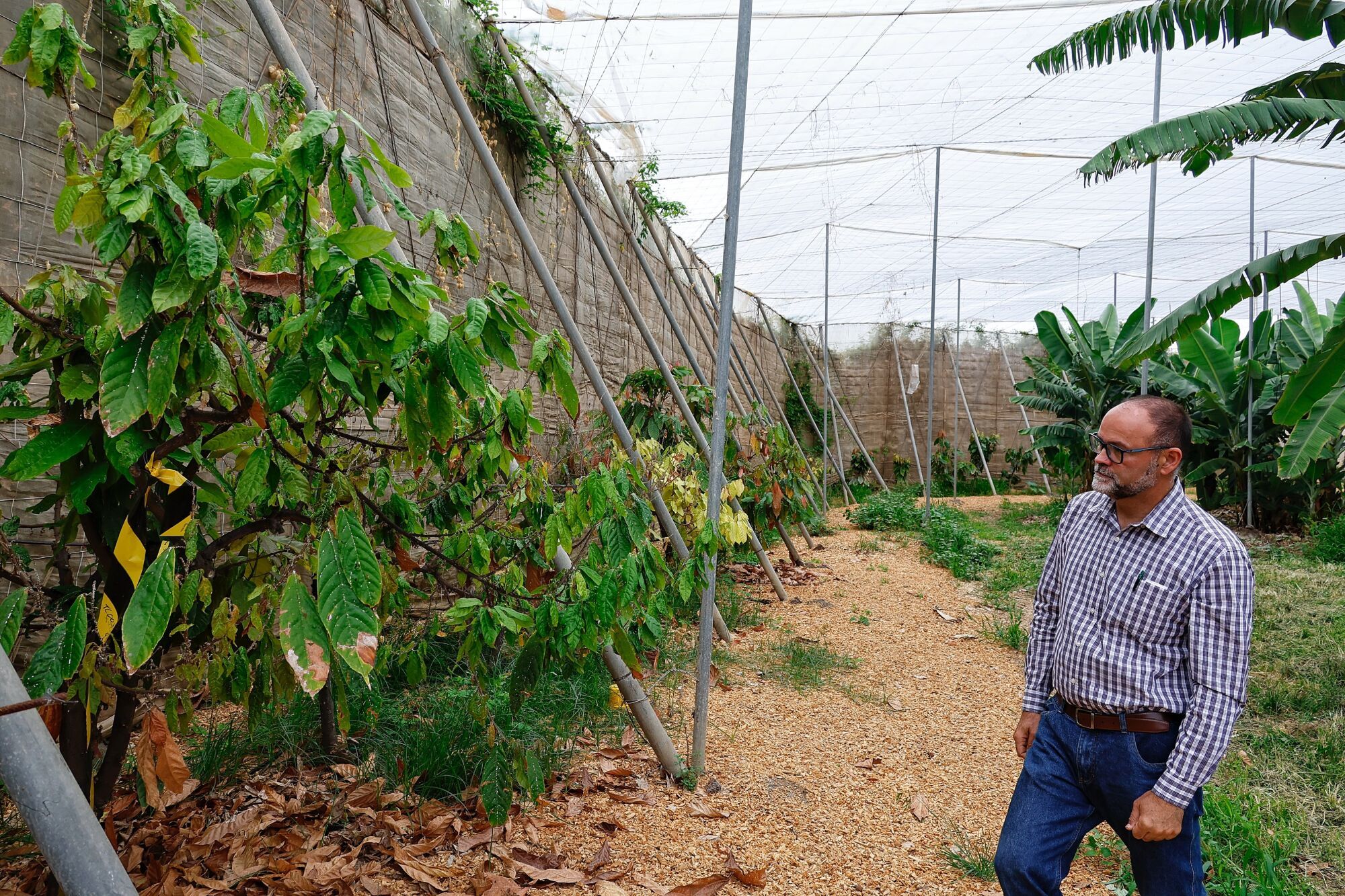 Finca de cacao en Valle de Guerra