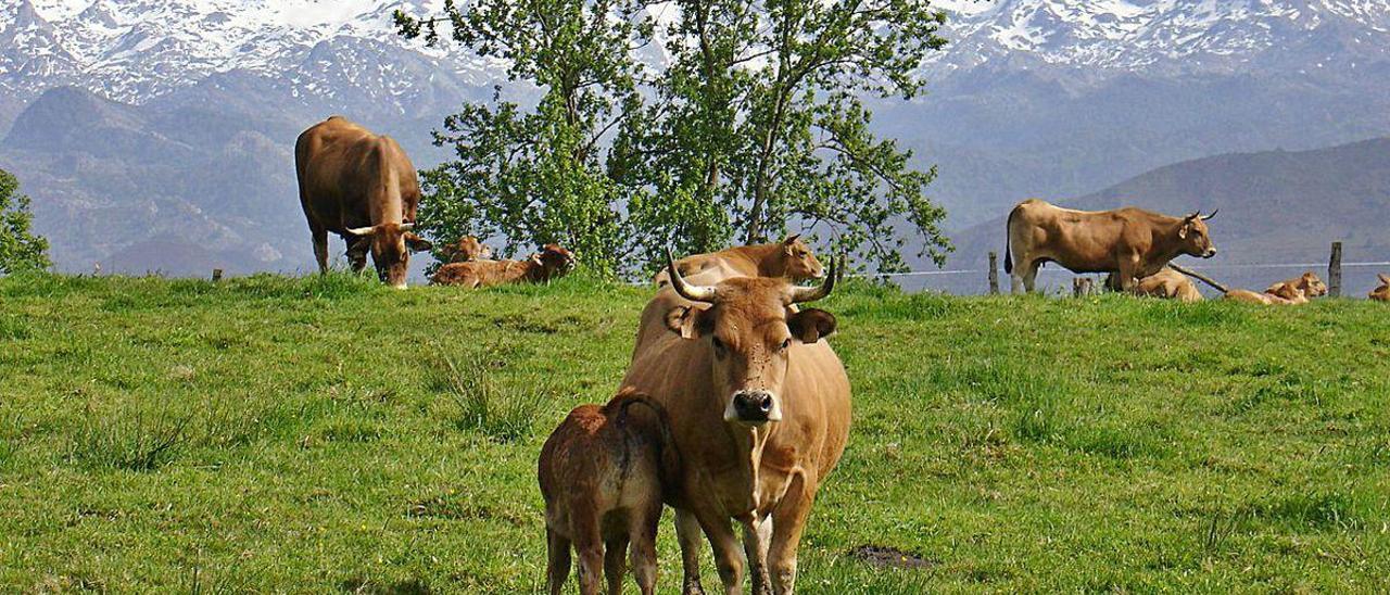 Ejemplares de asturiana de los valles.