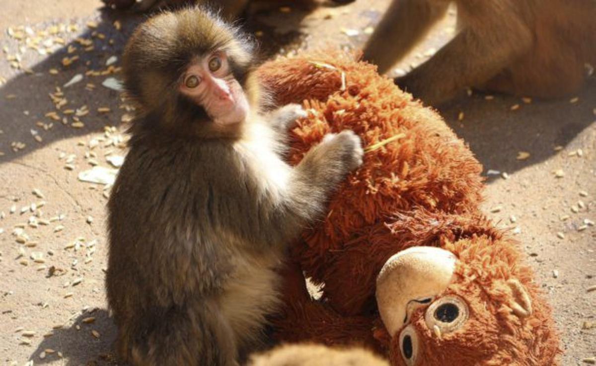 El mico Punch i nosaltres