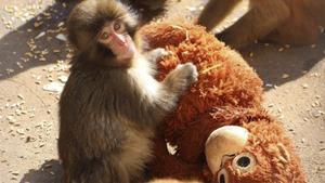 El mico Punch i nosaltres