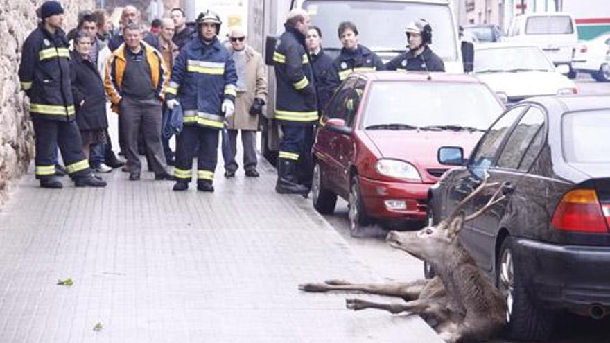 Un ciervo mantiene en vilo a la población al correr desorientado por las calles de la ciudad