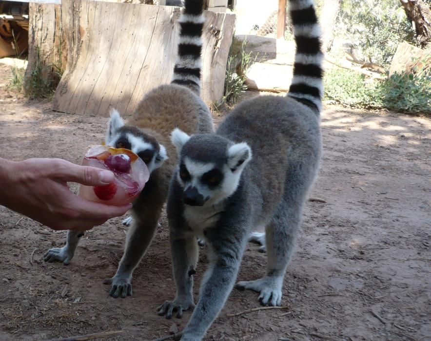 Los animales comen helado en Terra Natura