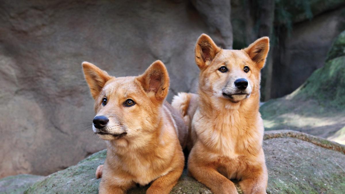 Dos ejemplares de dingo