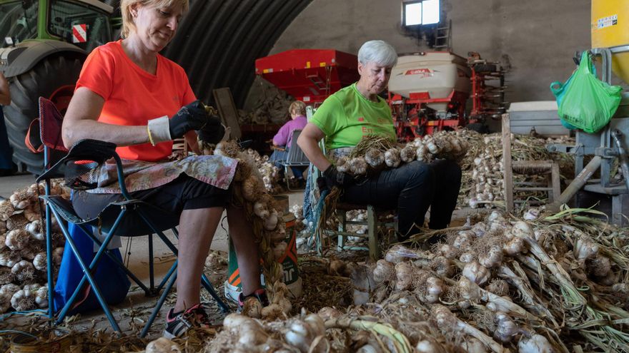 GALERÍA | El trenzado de los ajos anuncia la Feria de San Pedro