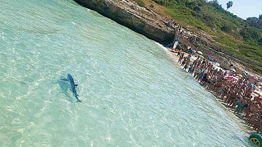 La playa fue desalojada por la presencia del tiburón.