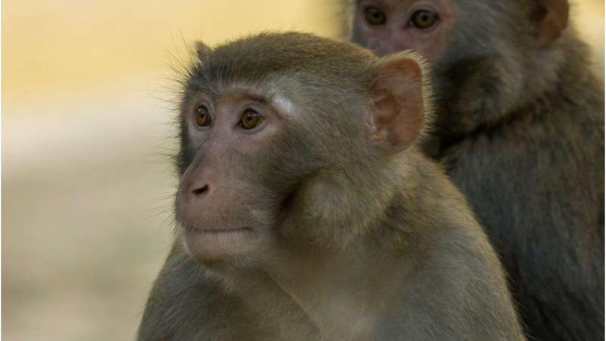 La investigación es un paso clave para entender cómo distintas especies se sincronizan con la música.