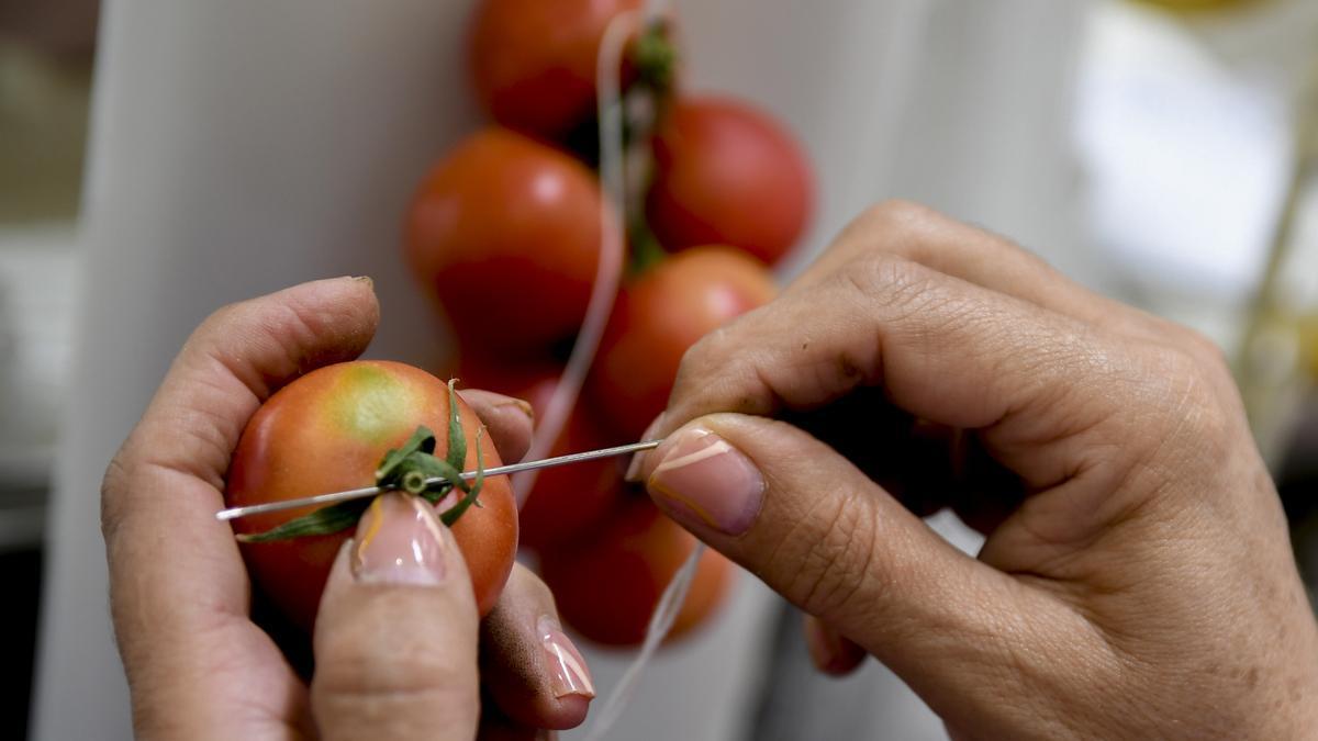 Tomates cosidos en Níjar (Almería) para el 'pa amb tomàquet' de Cataluña