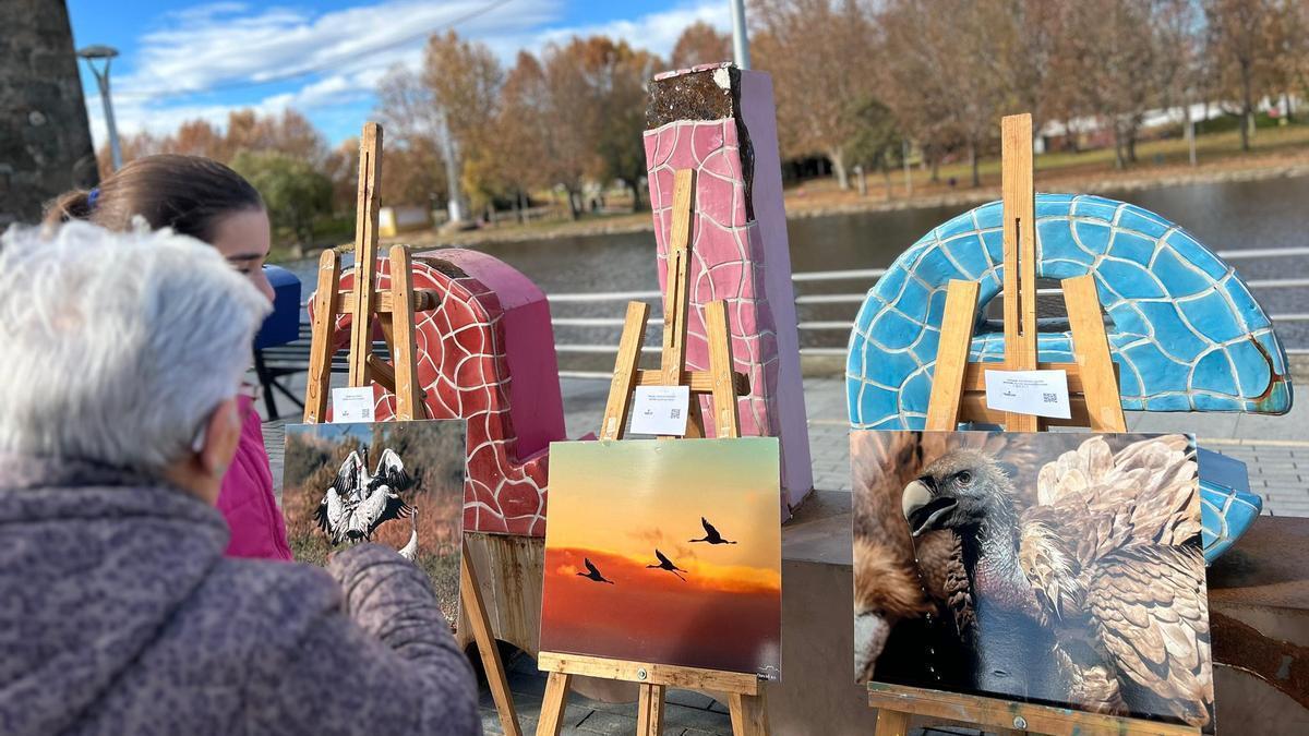 Varias personas observan  la exposición de fotografías sobre aves.