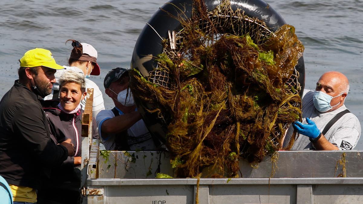 Las mariscadoras contratan a un tractorista para llevar las algas que ellas retiran de la playa de Canelas al contenedor.