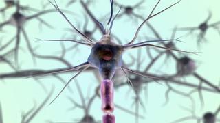 Descubren cómo las neuronas controlan el cerebro